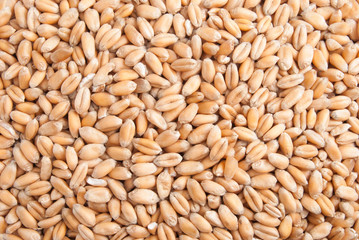 Wheat seeds macro background