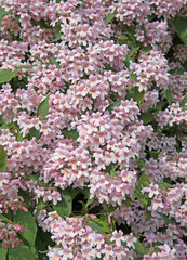 Weigelie, Weigela, Weigelia, Glockenstrauch