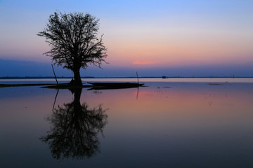 Fototapeta na wymiar Reflection the tree on water