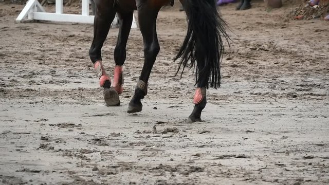 Foot of horse walking on mud. Close up of legs walking kicking up the wet muddy ground. Slow motion