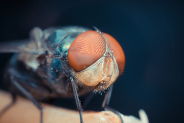 Macro of fly insect