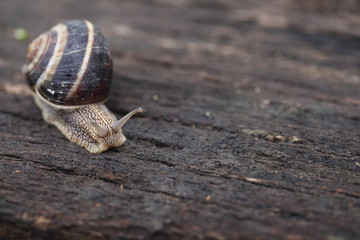 edible Helix pomatia
