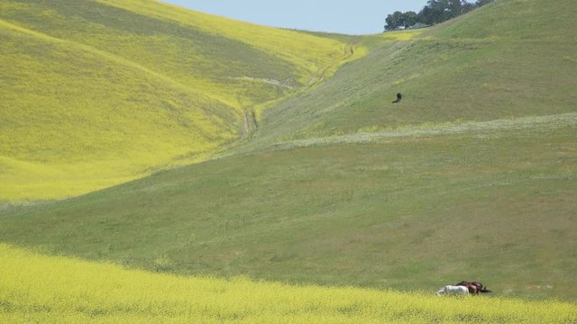 Horses graze in a lush field full of flowers in early spr