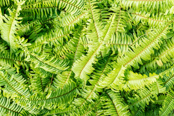 Fototapeta na wymiar Green fern leaves bush background