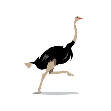 Vector Ostrich Cartoon Illustration.