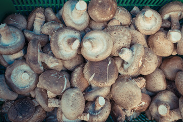 Mushroom at the market