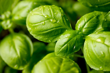 Genovese basil (Ocimum basilicum) seedling plant