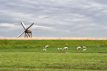 A traditional Dutch Landscape