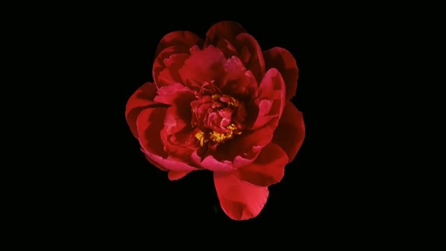 Red Peony Flowering Timelapse 4k