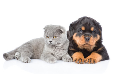 scottish kitten and rottweiler puppy lying together. Isolated on