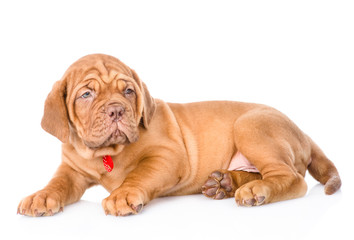 portrait of lying Bordeaux puppy dog. isolated on white backgrou