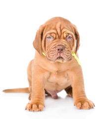 Portrait of a Bordeaux puppy sitting in front view. isolated on