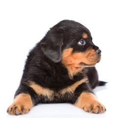 Small rottweiler puppy looking away. Isolated on white backgroun