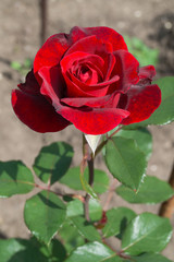 Red rose