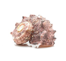sea shell isolated on white background