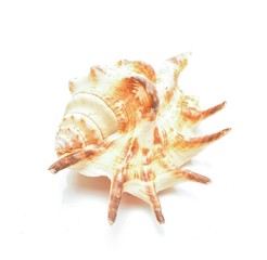 sea shell isolated on white background