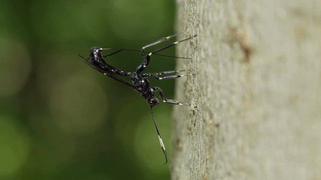 4K Ichneumon Wasp (Xorides stigmapterus) - Female Ovipositing 3