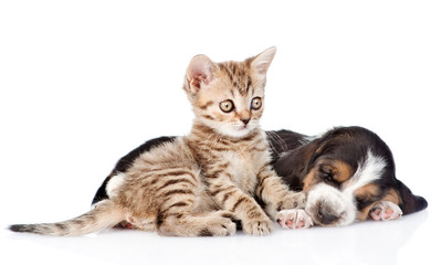 Tabby kitten and sleeping basset hound puppy lying together. iso