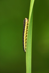 Larve der blattwespe