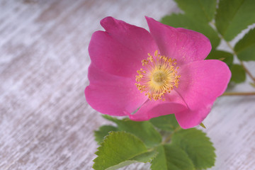 Цветок шиповника на деревянном фоне