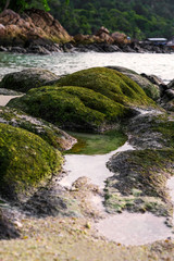 Fototapeta na wymiar Moss covered on rocks at the beach