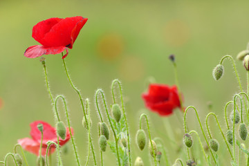 Naklejka premium Poppy flowers on field