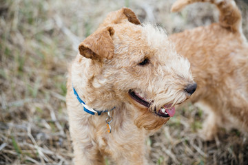 Lakeland Terrier Dog walking on the field