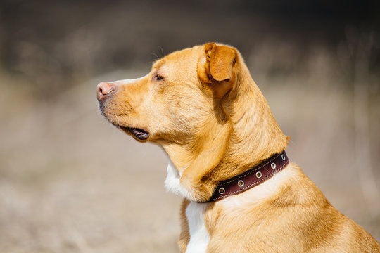 Beautiful Red Dog In Leather Collar