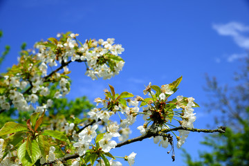 Kirschblüte