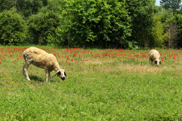 Grazing sheeps in poppy field