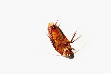 Cockroach on white background