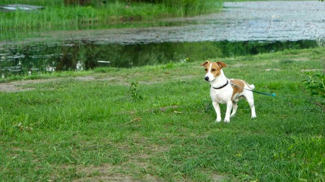 Dog breed Jack Russell Terrier on a leash. A young dog stands on the shore of the pond and looks curiously.