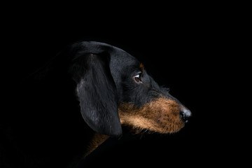 Studio portrait dachshund side