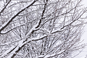 Branch in winter