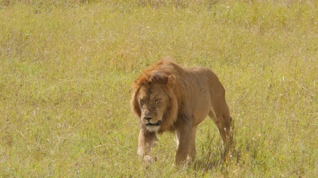Male lion walks in the plains of Serengeti National Park Tanzania - 4K