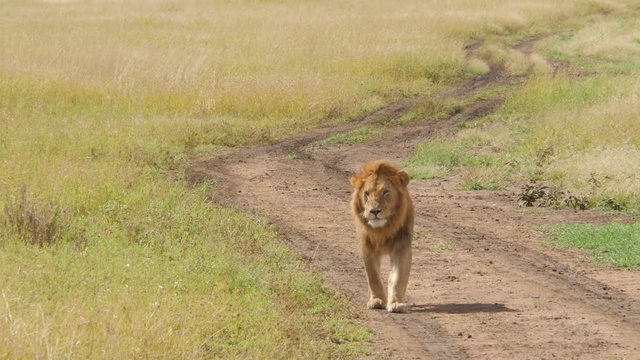 Male lion walks in the plains of Serengeti National Park Tanzania - 4K