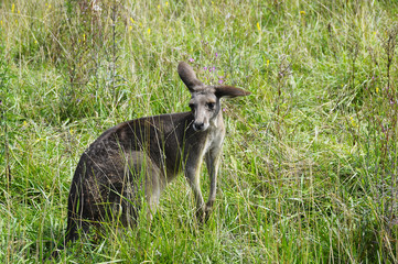 Photo of a kangaroo