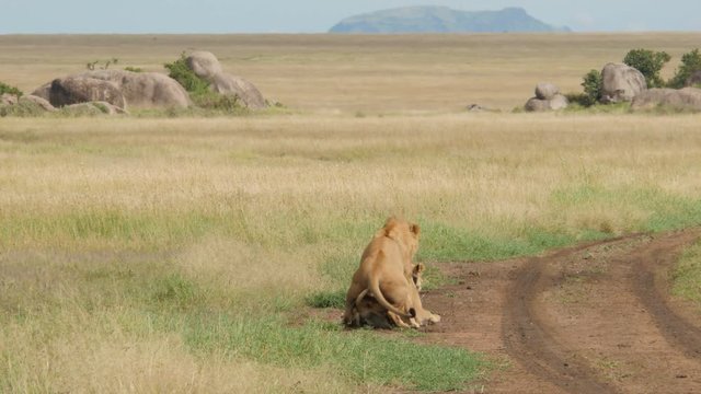 Male and female lions mating in the plains of Serengeti Tanzania - 4K Ultra HD
