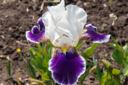 Iris white-blue color