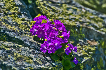 Obraz premium Primula Hirsuta flowers growing in Mountain rocks of Pyrenees