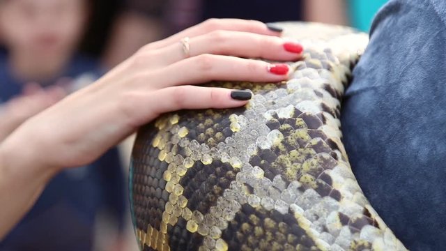Huge snake Python around the shoulders of man, female fingers fondling the skin of a snake
