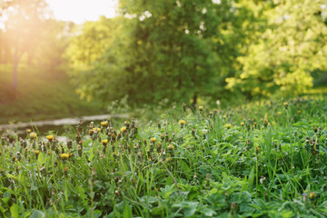 dandelions on the meadow in sunset light, shallow focus