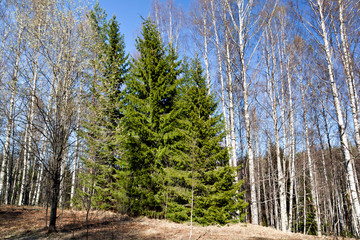 Firs on the edge of the forest in the early spring
