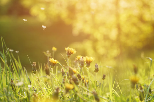 dandelions on the meadow in sunset light, shallow focus