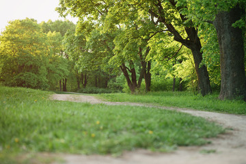 path in park in summer evening, sunset light
