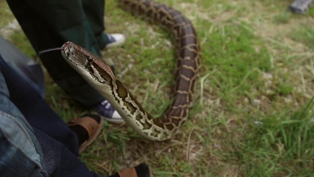Snake crawling on the ground near the human legs, the Python sticks out its tongue 
