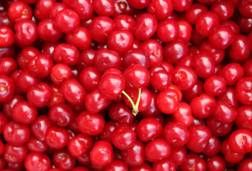 Pile of sour cherries