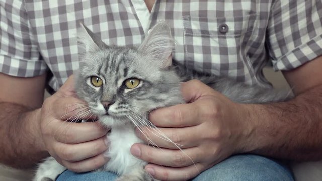 Video of a man caressing  his  cat.  4K Stock Footage Clip
