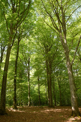 Fototapeta na wymiar Tall beech trees in the forest