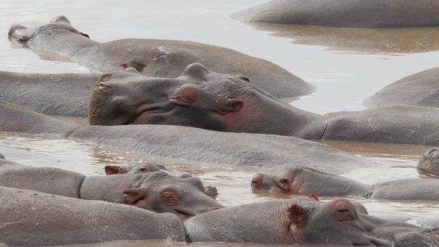 Close up of a Hippopotamus in a lake in Serengeti Tanzania - 4K